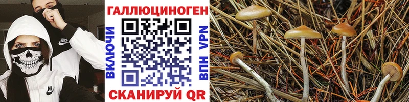 хочу наркоту  Светлый  Псилоцибиновые грибы MAGIC MUSHROOMS 